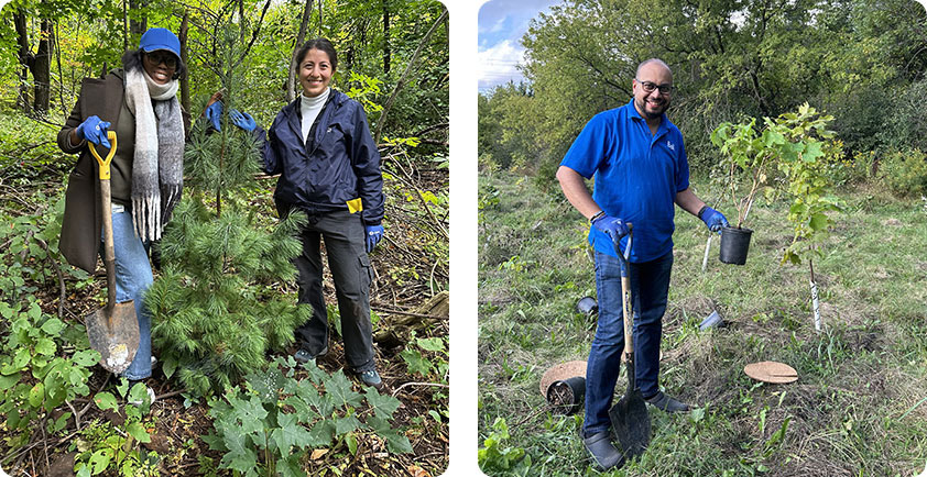 Image representant plantatation d'un arbre